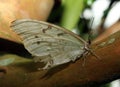 White Morpho Butterfly on a tree branch