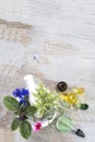 Ceramic mortar with herbs and fresh medicinal plants on old white wooden tboard. Preparing medicinal plants for