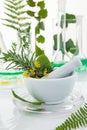 White mortar and pestle with herbs Royalty Free Stock Photo