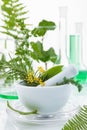 White mortar and pestle with herbs Royalty Free Stock Photo