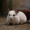 White Mosaic Chinchilla pet