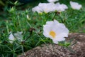 White Mose Rose Portulaca Bloom