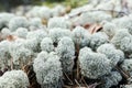 White Moss / Arctic Lichen / Cladonia Stellaris / Reindeer moss Royalty Free Stock Photo