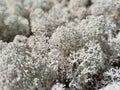 White Moss for deers