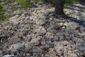 White moss in the northern forest