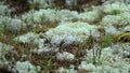 White Moss Reindeer lichen Growing in Nature