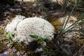 White Moss Reindeer lichen