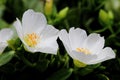 White Moss Rose