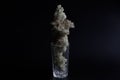 White moss in a transparent glass on a black background. Modern trendy interior element. Unusual dry bouquet. Arctic lichen,