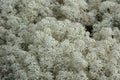 White moss in tundra, macro