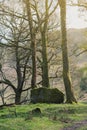 White Moss Walks, scenic forest recreational area by River Rothay in Ambleside, Lake District National Park in South Lakeland, UK Royalty Free Stock Photo