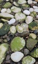 white mossy coral stones in the garden during the rainy season