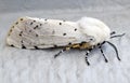 White Moth