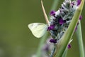 White moth Royalty Free Stock Photo