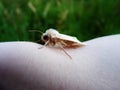 White moth on a hand