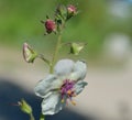 White Moth Mullen Flower Verbascum Blattaria macro square Royalty Free Stock Photo