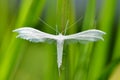 White moth in natural habitat (pterophorus pentadactyla) Royalty Free Stock Photo