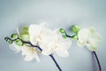 White moth orchid flowers with green buds on gray background, floral flat lay Royalty Free Stock Photo