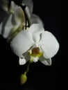 Moth orchid isolated on black background Royalty Free Stock Photo