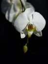 Moth orchid isolated on black background Royalty Free Stock Photo