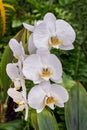 White Moth Orchids