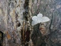 A white moth sits on the bark of a tree
