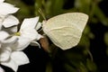 White moth on white flower