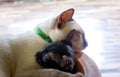 White mother cat sleeping hugging a black kitten Royalty Free Stock Photo