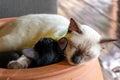 White mother cat sleeping hugging a black kitten