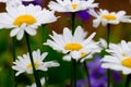 White Mother chrysanthemums Royalty Free Stock Photo