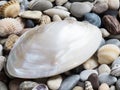 A white mother-of-pearl shell laid on a layer of small pebbles and shells on the beach Royalty Free Stock Photo
