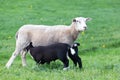 White mother sheep with two drinking black lambs Royalty Free Stock Photo
