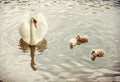 White mother swan swim with her youngs, yellow filter