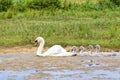 White mother swan swimming in line with youngs