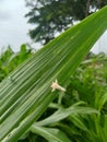 moths and small insects are on the leaves of the corn plant