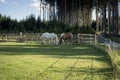 A white and mottled horse grazing together in the corral