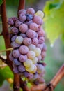 White mouldy grapes of Sauternes in the rain