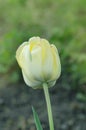 White Mount Tacoma tulips blooming Royalty Free Stock Photo