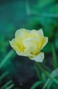 White Mount Tacoma tulips blooming Royalty Free Stock Photo