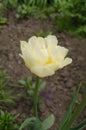 White Mount Tacoma tulips blooming Royalty Free Stock Photo