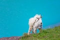 White Mountain Goat