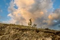 White mountain goat in the altai mountains with the stunning stormy sky.