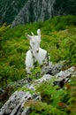 White mountain goat Royalty Free Stock Photo
