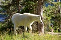 White Mountain Goat Royalty Free Stock Photo