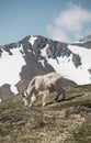 White mountain goat grazing with snowy peaks of the Alaska mountains in the background Royalty Free Stock Photo