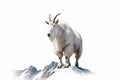 White mountain goat isolated on white background Royalty Free Stock Photo