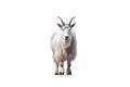 White mountain goat isolated on white background Royalty Free Stock Photo