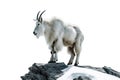 White mountain goat isolated on white background Royalty Free Stock Photo