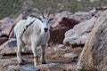 White mountain goat Oreamnos americanus shedding winter coat.