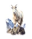 White mountain goat standing on a rock isolated on white background. Royalty Free Stock Photo